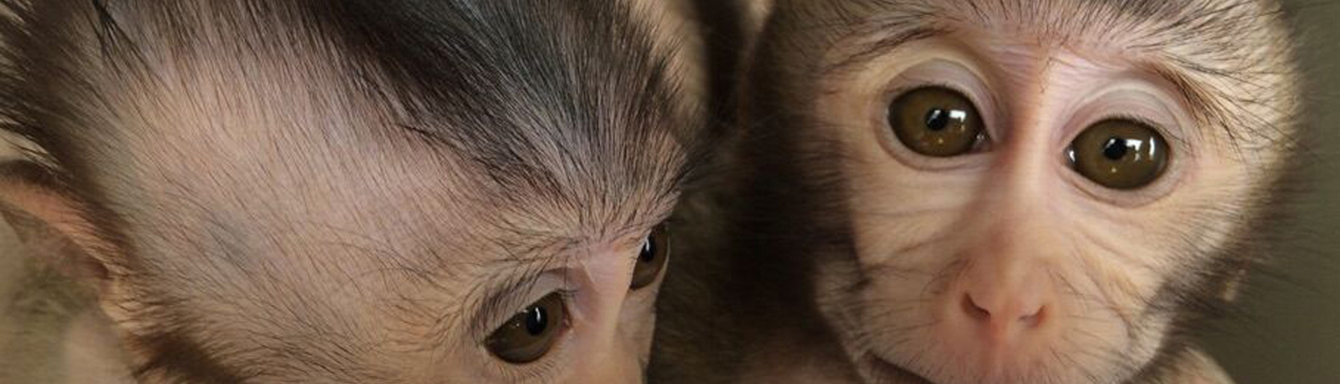 《自然》發(fā)表中科院腦智卓越中心關(guān)于自閉癥非人靈長類模型的研究成果